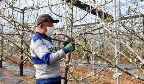 齊心魯力:山東五蓮扶貧大棚“疫”線綻放“幸福花”